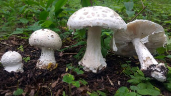 Warted amanita (Amanita strobiliformis) - Edible toadstools? Yes!