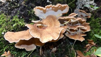 In search of boletus edulis - and a pleasant surprise Giant polypore