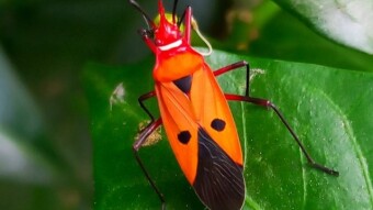 Insect Photography.