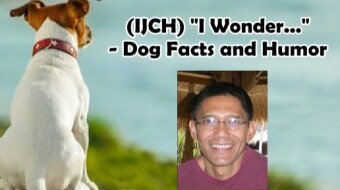 (IJCH) "I wonder..." - Dog Facts and Humor