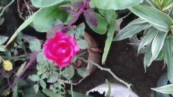 You come in my heart, whenever I inhale, I pass through the lanes of your heart every day