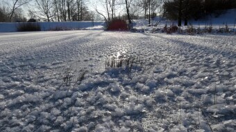 A very rare, fairy-tale phenomenon near my house - Ice flowers