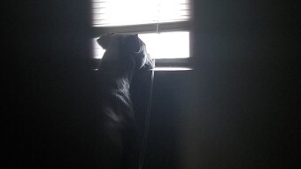 Her Guardians