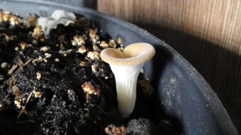 Home cultivation of oyster mushrooms - unintentional, accidental! 😉