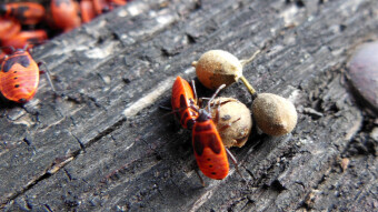 This insect looks scary, but it's just an appearance