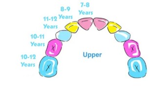 Information regarding Milk Teeth for First-time Parents
