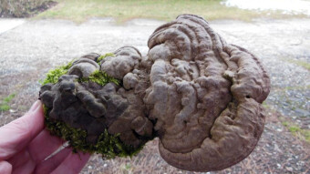 Artist's conk - a beautiful arboreal mushroom