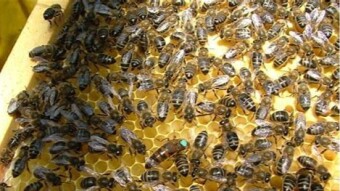 Apis mellifera sicula