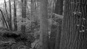 Large trees along the trail - Infrared Photography