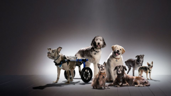 🏦 ProBit Exchange x CaliCoin || CALI Cryptocurrency created to Helping Animals of Determination Around the World.