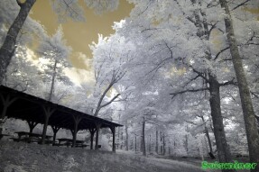 Infrared Photography Single - Picnic area