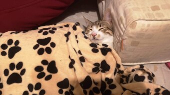 LOCOstories #36 sleep on his brand new  blanket !!!