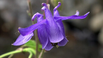 Beautiful forest flowers - Common columbine and Myosotis nemorosa