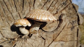 Late autumn mushrooms - Hemipholiota populnea almost like jellyfish