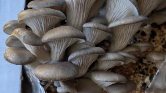 I Put Fungi Under My Sink With No Regrets