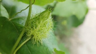 Wild passion fruit photography