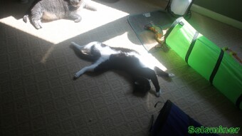 Tesla and Walter laying in the sun together