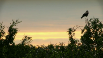 Video picture "Solitude"