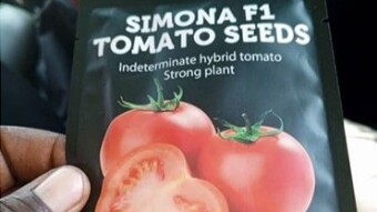 Learn about the Simona F1 Tomato—A Champion for Farmers in Africa!