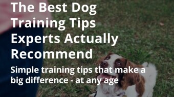 The Best Dog Training Tips Experts Actually Recommend