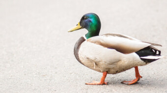 A spring bird hunt