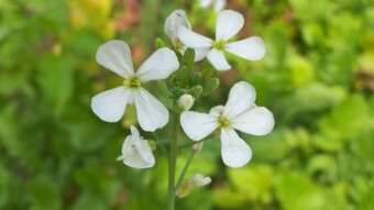 Flower Photography.