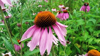Flowers with medicinal properties known from our gardens and beyond