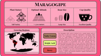 Conscious Caffeine #15 - Maragogipe