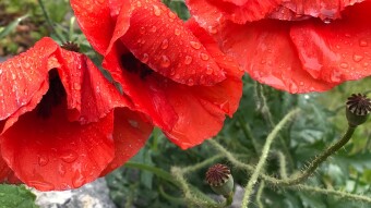 Poppy flowers