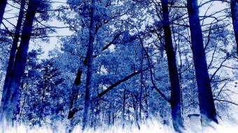 Thirteen Ways to Look Through a Forest
