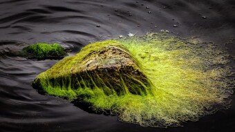 Cyanobacteria Prompt Closure of Lake Champlain Beaches