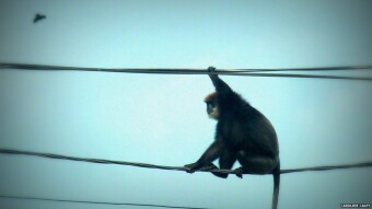 Do you ever feel like a monkey pulling wire?