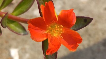 Wild flower Photography