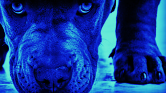 A Pitbull in the garden (A cruel story, set to the rhythm of PANTERA) | Hard Rock | By: @nachomolina