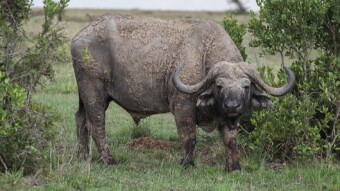 Exploring Ol Pajeta Conservancy, Kenya (Part 3)