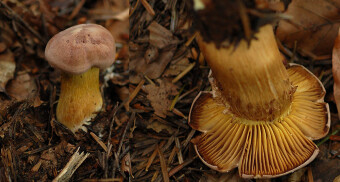 Mushrooms occurring in Europe - Tricholoma bufonium
