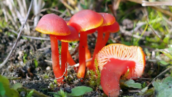 Hygrocybe coccineocrenata - Mushrooms with unusual colors