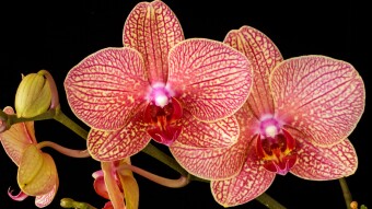 Some facts about orchids that you might love to know