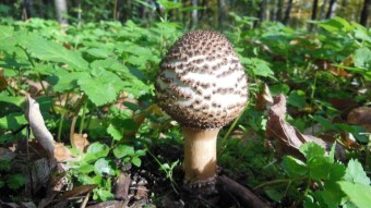 Even an experienced mushroom picker may have doubts - Freckled dapperling