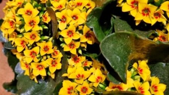 Artificial flower photography