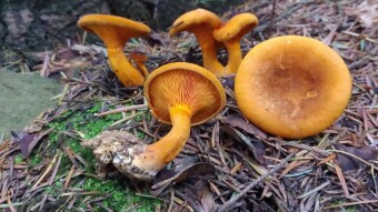 A mushroom that resembles a chanterelle - Hygrophoropsis aurantiaca