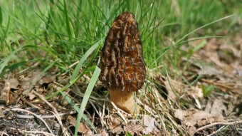 Morchella conica - edible spring mushrooms