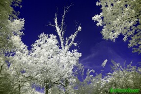 Ultraviolet and Infrared Photography - Dead tree full of vines
