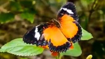 Filipino Myths:About Butterfly