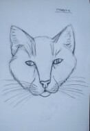 Kedi Kafası Çizimi / Draw a Cat Head