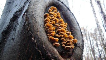 Fascinating shapes of mushrooms - autumn arboreal mushrooms