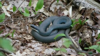Species Highlight: The Blue Racer