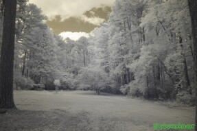 Infrared Photography - Tree filled lot with big clouds on the way