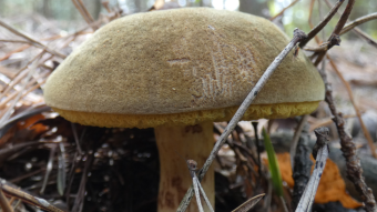 Mushrooms occurring in Europe - Boletus subtomentosus