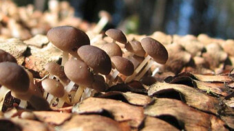 Mushrooms occurring in Europe - Strobilurus esculentus